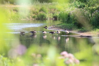 Wildgänse an der renaturierten Ems