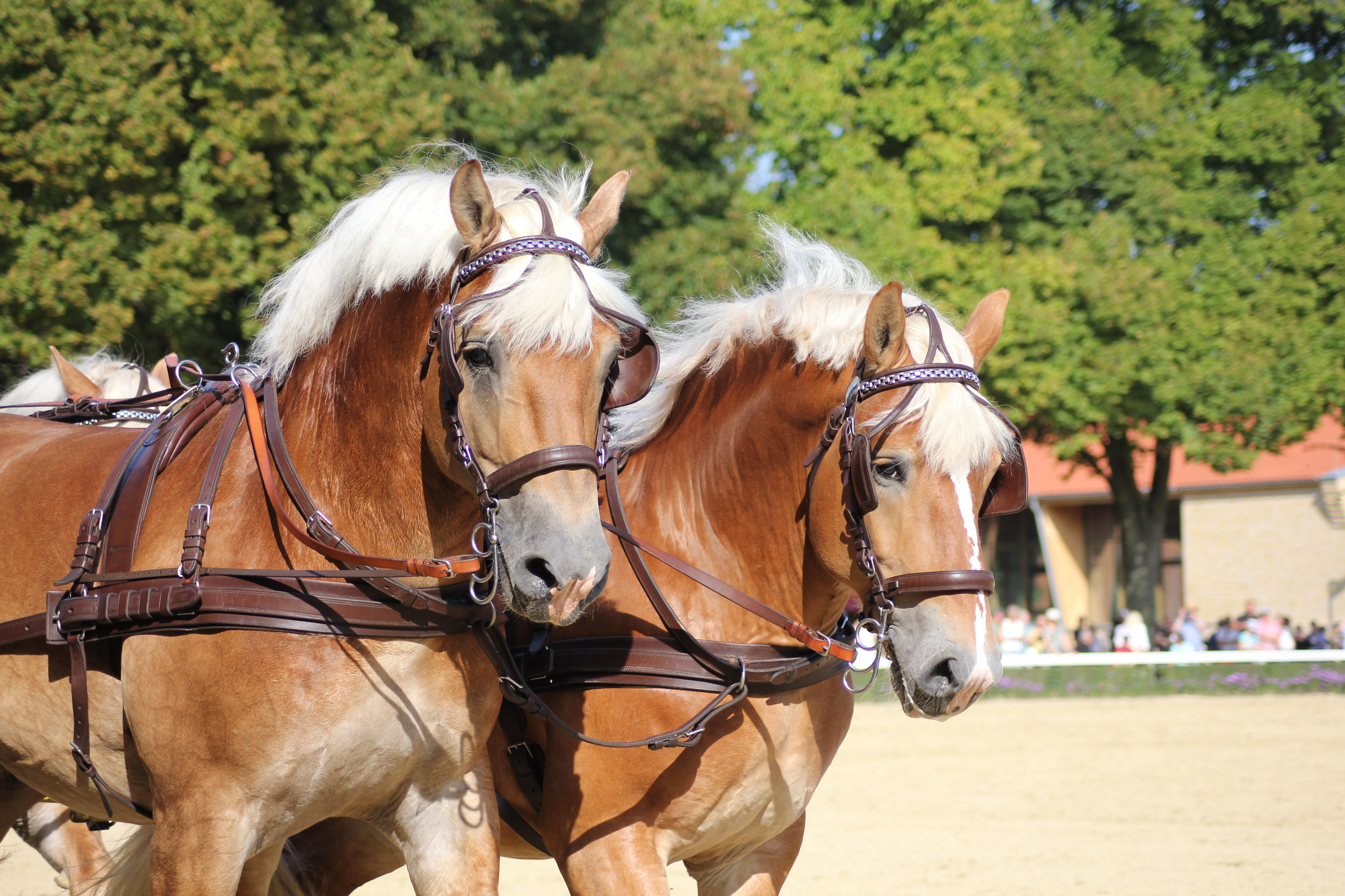Kaltbluthengste Portrait