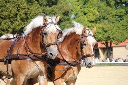 Kaltbluthengste Portrait