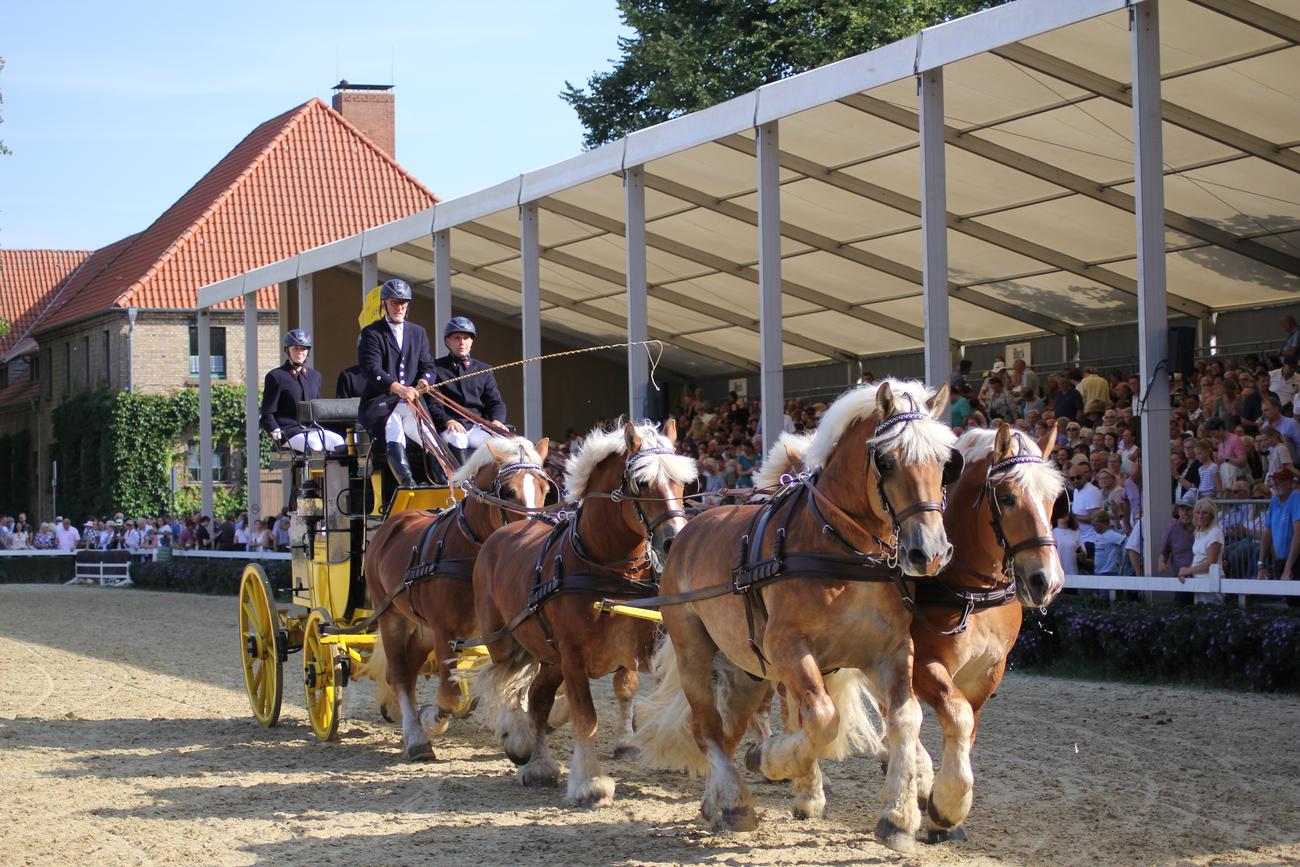 Sechsspänner Hengstparade Sechsspänner vor der Kutsche Hengstparade