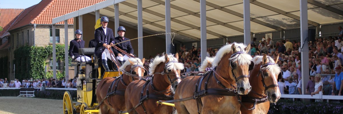 Sechsspänner vor der Kutsche Hengstparade