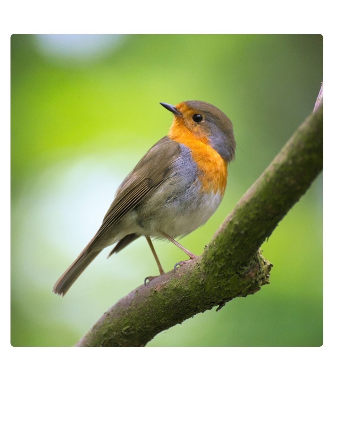 foto zurück zur natur - 7 foto zurück zur natur - 7