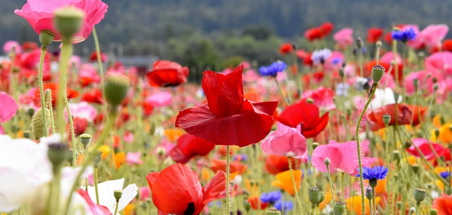 Wildblumenwiese Wildblumenwiese