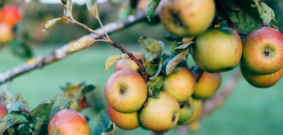 Design ohne Titel - 1 Design ohne Titel - 1