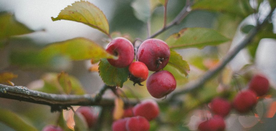 Design ohne Titel - 1 Design ohne Titel - 1