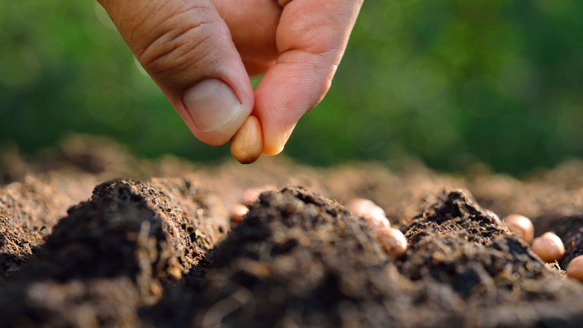 Aussaat Saatgut Aussaat Saatgut