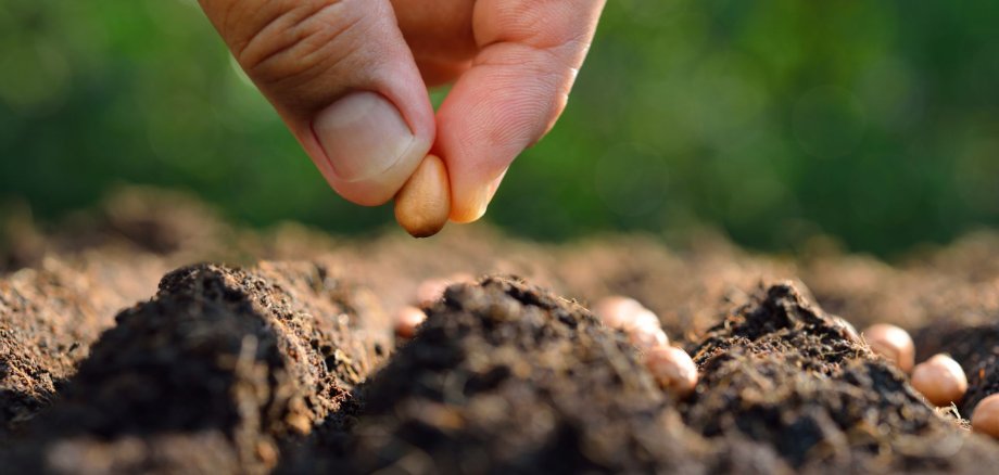 Aussaat Saatgut Aussaat Saatgut