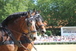Kaltbluthengste bei der Hengstparade