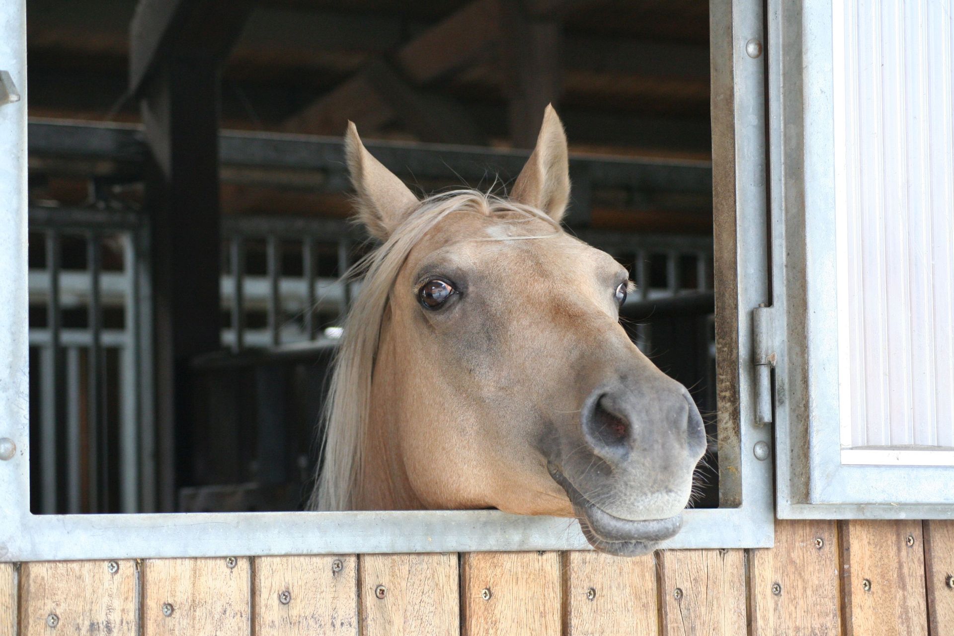 Ein Pferd aus aus dem Fenster einer Pferdebox