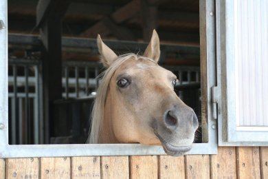 Pferdebox Ein Pferd aus aus dem Fenster einer Pferdebox