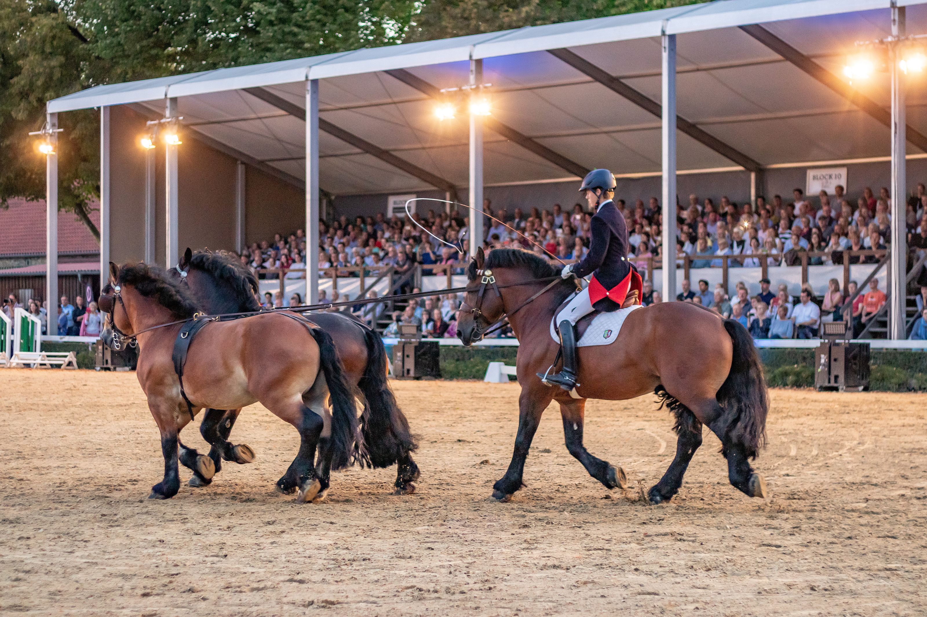 Hengstparade bei Nacht