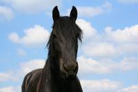 Besondere Initiativen für den Pferdesport zeichnen Warendorf aus